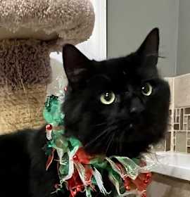 Photo of Thor - FIV+