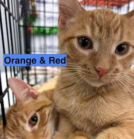 Photo of Red Rainbow (w/ Orange)