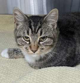 Photo of Minnesota Fats