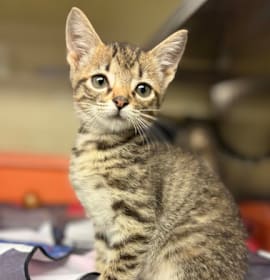 Photo of Squeak Heart