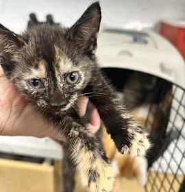 Photo of 25-1325C Spice