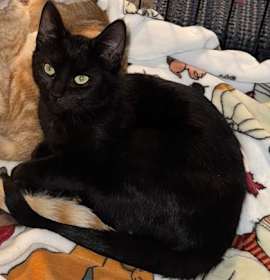 Photo of Binx