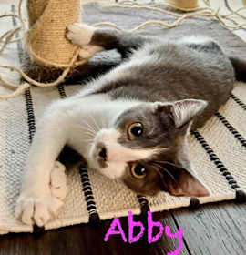 Photo of Abby