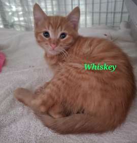 Photo of Whiskey