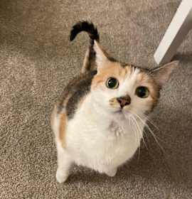 Photo of Dora (must be adopted with Boo