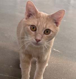 Photo of Buttercup FKA C7