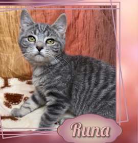 Photo of Runa