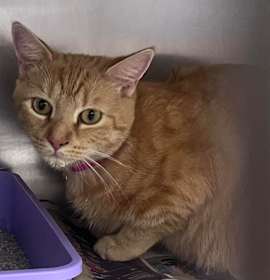 Photo of Plum Pudding 