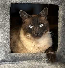 Photo of Chester and mochi