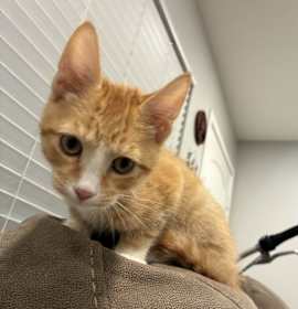 Photo of Pumpkin Patch