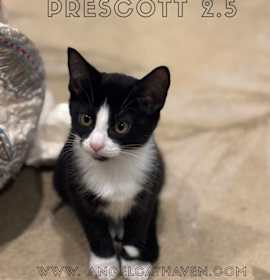 Photo of Prescott 2.5