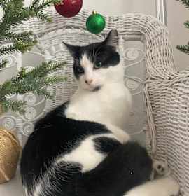 Photo of Spencer for Hire 55566