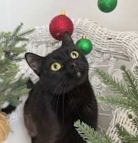 Photo of Burger Babe 55695