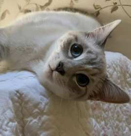 Photo of Evangeline (FELV+)