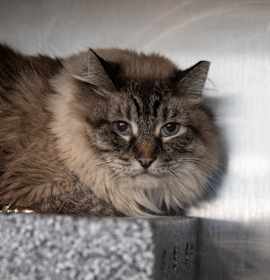 Photo of Lord Harrington