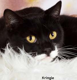 Photo of Kringle