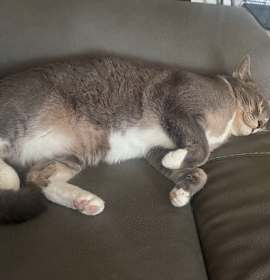 Photo of SHADOW #1783 - Offered by Owner - Young female