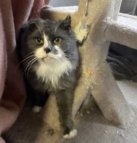 Photo of L-Toothless