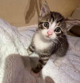 Photo of Pepe Le Pew