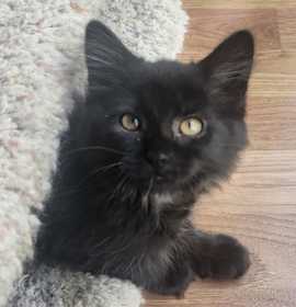 Photo of Odette (ADOPTION PENDING)