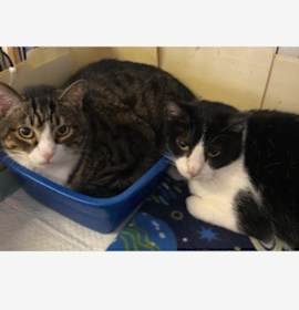 Photo of SHADOW (bonded with OLIVER)