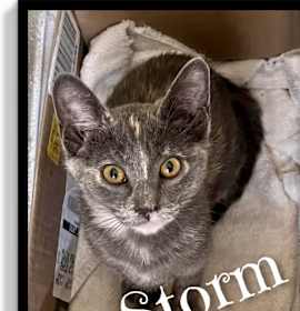 Photo of Storm