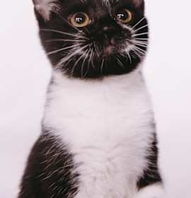 Photo of KK Miss Butler