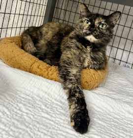 Photo of Ginger Root