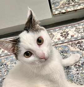 Photo of Crystal & Casper (pair fee)