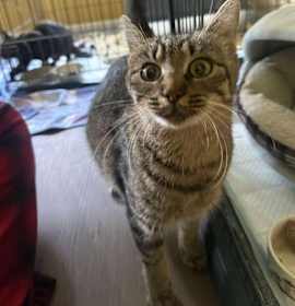 Photo of Acorn Bowers