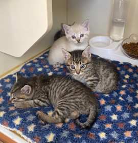 Photo of Snickerdoodle