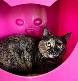 Photo of Lady Sybil "Sibby"