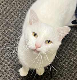 Photo of Snowball