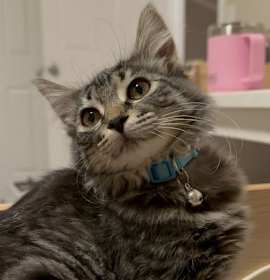 Photo of Dg Litter Zulu