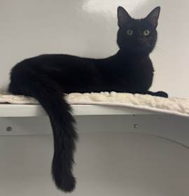 Photo of Curious George