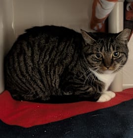 Photo of Bella The Brave