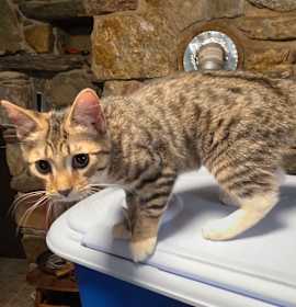 Photo of 1125-43 Miss Shaggy