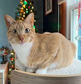 Photo of Teddy (FeLV+)