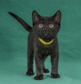 Photo of Marie Curie