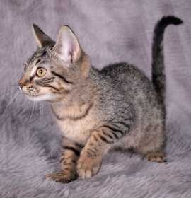 Photo of Fleetwood - Andrea foster