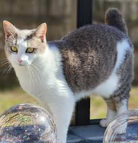 Photo of Minnie Manx