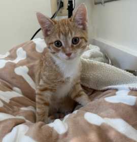 Photo of Detective Karadec