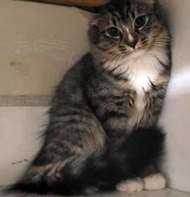 Photo of Mandy (Bonded with Joshua)