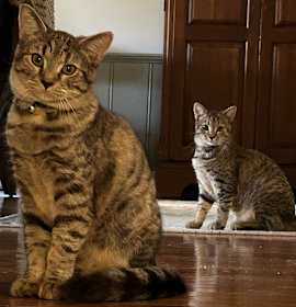 Photo of Scout and Juniper (Junie)