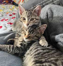 Photo of Theo (and Swiss Miss)