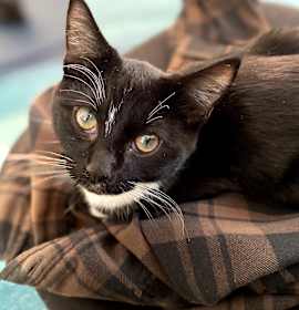 Photo of Oliver (bonded with Binx)