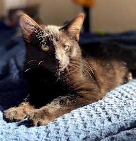 Photo of Binx (bonded with Oliver)