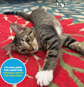 Photo of Bootsie- $25 Bissell Sponsored Adoption Fee!