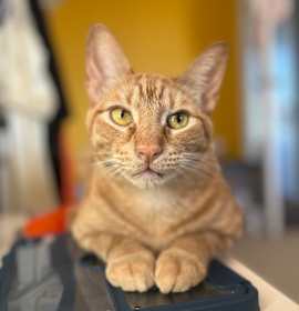 Photo of Spooky Cute