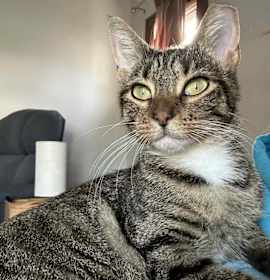 Photo of Lips (Fish)